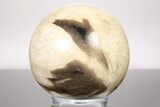Petrified Wood (Tropical Hardwood) Sphere - Indonesia #266097-1